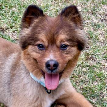 Pomeranian and Shiba Inu Dogs Available for Adoption in Temecula, California - Otis | PetCurious