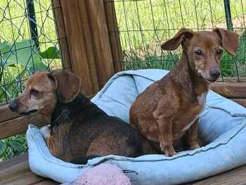 Rescue Miniature Dachshund Dogs for Adoption in Centerville, Georgia - Hamm & Jena (bonded Pair) | PetCurious