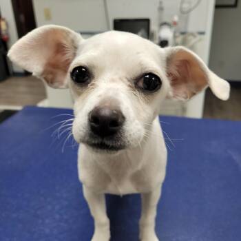 Chihuahua Dogs Available for Adoption - Clove | PetCurious