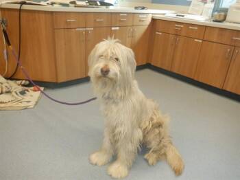 LAYLA -  Old English Sheepdog Dog for Adoption in San Jose, California - LAYLA | PetCurious
