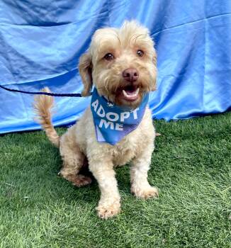 CHESTER -  Poodle Dog for Adoption in Rowland Heights, California - CHESTER | PetCurious