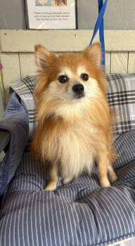 Winky -  Pomeranian Dog for Adoption in Fort Worth, Texas - Winky | PetCurious