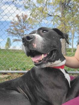 Rescue Terrier Dogs for Adoption in Chambersburg, Pennsylvania - T-Bone | PetCurious