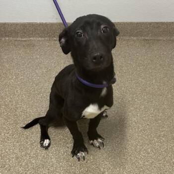 Shadow -  Mixed Breed Dog for Adoption in League City, Texas - Shadow | PetCurious