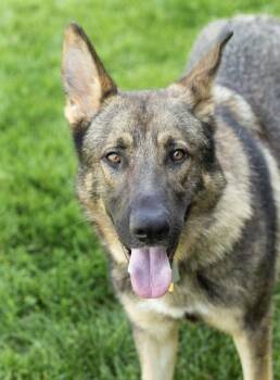 Marshall -  Mixed Breed Dog for Adoption in Hamilton, Ohio - Marshall | PetCurious