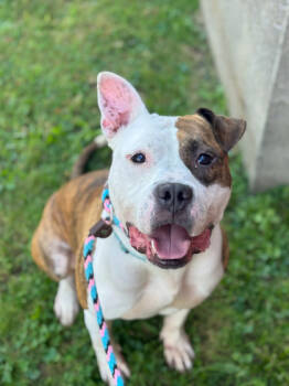 Rescue Mixed Breed Dogs for Adoption in Cincinnati, Ohio - Hoagie | PetCurious