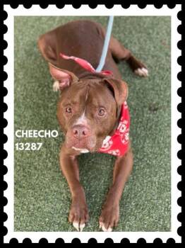 Rescue Pit Bull Terrier Dogs for Adoption in Marietta, Georgia - CHEECHO | PetCurious