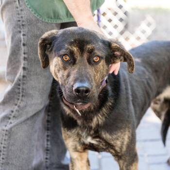 Sebastopol -  Mixed Breed Dog for Adoption in Oakland, California - Sebastopol | PetCurious