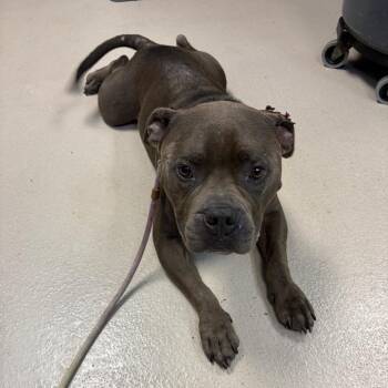 Rocko -  Mixed Breed Dog for Adoption in Newark, New Jersey - Rocko | PetCurious