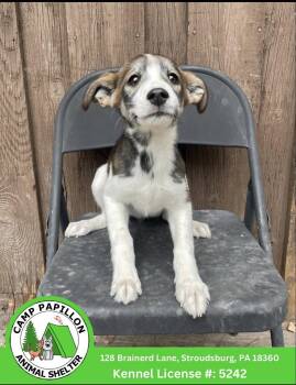 Minnie -  Mixed Breed Dog for Adoption in Stroudsburg, Pennsylvania - Minnie | PetCurious