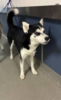 TANIA -  Siberian Husky Dog for Adoption in Doral, Florida - TANIA | PetCurious