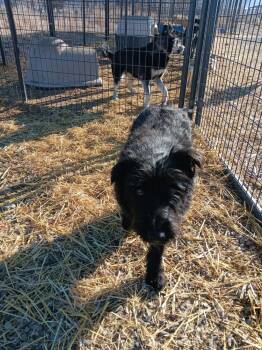 Mixed Breed Dogs Available for Adoption - Shaggy | PetCurious