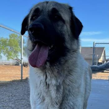 April - Tripod -  Great Pyrenees and Anatolian Shepherd Dog Available for Adoption in Amarillo, Texas - April - Tripod | PetCurious