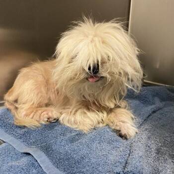 WAGS-Stray-22345 -  Poodle Dog for Adoption in Westminster, California - WAGS-Stray-22345 | PetCurious