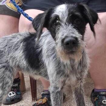 Sadie -  Mixed Breed Dog for Adoption in Watertown, Wisconsin - Sadie | PetCurious