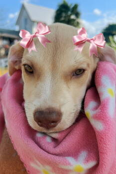 Rescue Yellow Labrador Retriever and Cattle Dog Dogs for Adoption in Mount Laurel Township, New Jersey - Cheyenne | PetCurious