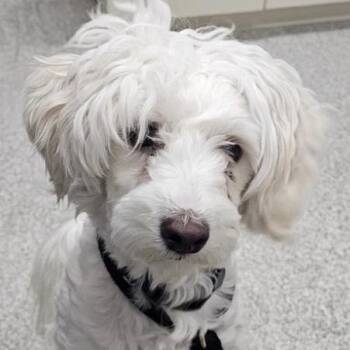 Mixed Breed Dogs Available for Adoption in Rockville, Maryland - Kevin | PetCurious