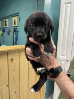 Great Pyrenees and Mixed Breed Dogs Available for Adoption - Monty | PetCurious