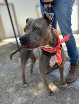 Rescue American Staffordshire Terrier Dogs for Adoption in Ventura, California - Meera | PetCurious