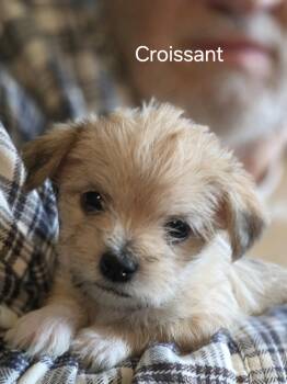 Havanese and Mixed Breed Dogs Available for Adoption in Broken Arrow, Oklahoma - Croissant | PetCurious