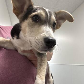 Nezi -  Australian Cattle Dog Blue Heeler and Mixed Breed Dog for Adoption in Tulsa, Oklahoma - Nezi | PetCurious
