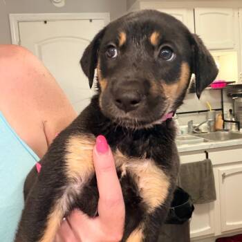 Kat -  German Shepherd Dog Dog for Adoption - Kat | PetCurious