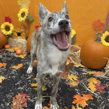Tamas -  Cattle Dog and Australian Shepherd Dog for Adoption in Austin, Texas - Tamas | PetCurious