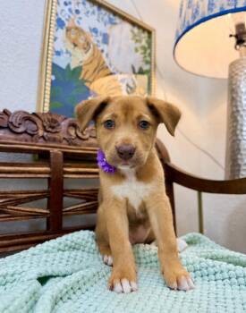 Charlotte Darling the Blue Eyes Beauty -  Labrador Retriever and German Shepherd Dog Dog for Adoption in Friendswood, Texas - Charlotte Darling The Blue Eyes Beauty | PetCurious