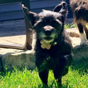 Mimsy Dorchester -  Mixed Breed Dog for Adoption in Savannah, Georgia - Mimsy Dorchester | PetCurious