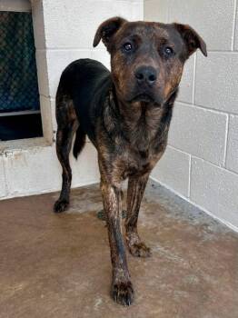Roll -  Dutch Shepherd Dog for Adoption in Tom Bean, Texas - Roll | PetCurious