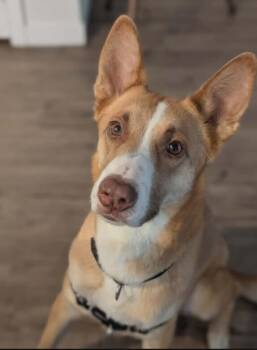 Sunday -  Belgian Shepherd Malinois and Australian Cattle Dog Blue Heeler Dog for Adoption in Parker, Colorado - Sunday | PetCurious