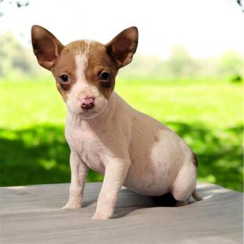 Chihuahua Dogs Available for Adoption - Peter  | PetCurious