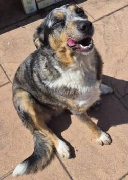 Sammie -  Australian Cattle Dog Blue Heeler and Mixed Breed Dog for Adoption in Shreveport, Louisiana - Sammie | PetCurious