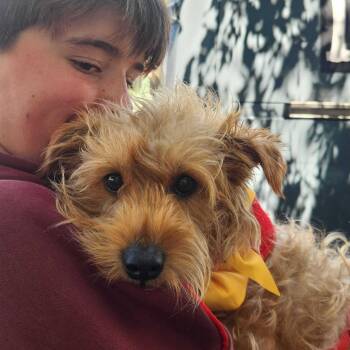 Fig -  Terrier and Mixed Breed Dog for Adoption in San Francisco, California - Fig | PetCurious