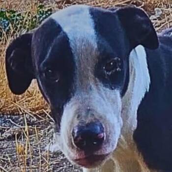 Rescue Great Dane Dogs for Adoption in Bakersfield, California - ASPYN | PetCurious