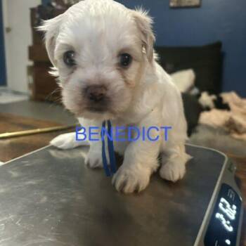 Shih Tzu and Mixed Breed Dogs Available for Adoption in Broken Arrow, Oklahoma - Benedict Bridgerton | PetCurious