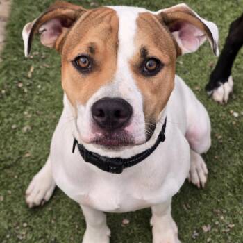 Pit Bull Terrier and Mixed Breed Dogs Available for Adoption in Alma, Wisconsin - Nikko | PetCurious