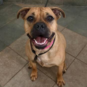 Sasha -  Mixed Breed Dog for Adoption in Chattanooga, Tennessee - Sasha | PetCurious