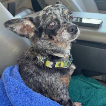 Sprinkle Butt -  Chihuahua Dog for Adoption in Galveston, Texas - Sprinkle Butt | PetCurious