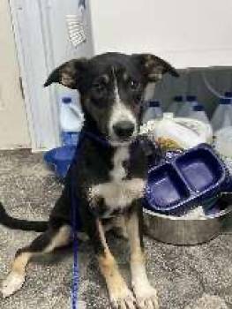 Zoe -  Shepherd Dog for Adoption in Scottsburg, Indiana - Zoe | PetCurious