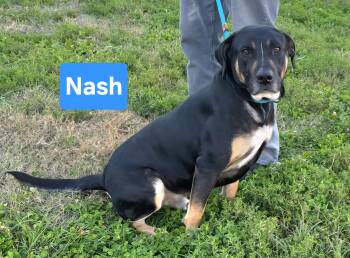 Rescue Border Collie Dogs for Adoption in Clinton, Missouri - Nash | PetCurious