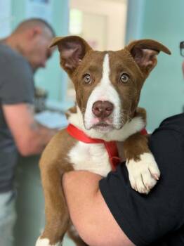Pit Bull Terrier and Siberian Husky Dogs Available for Adoption in Fayetteville, West Virginia - Matthew | PetCurious