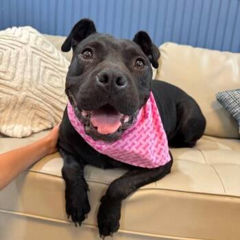 Angie Short Stack of Snuggles -  American Staffordshire Terrier and Pit Bull Terrier Dog for Adoption in Friendswood, Texas - Angie Short Stack Of Snuggles | PetCurious