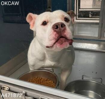 American Bulldog and Mixed Breed Dogs Available for Adoption in Oklahoma City, Oklahoma - POLLY POCKET | PetCurious