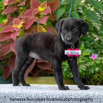 Ms Peacock -  Retriever Dog for Adoption in Wake Forest, North Carolina - Ms Peacock | PetCurious