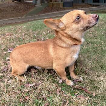 Rescue Chihuahua Dogs for Adoption in Latrobe, Pennsylvania - Scrappy | PetCurious