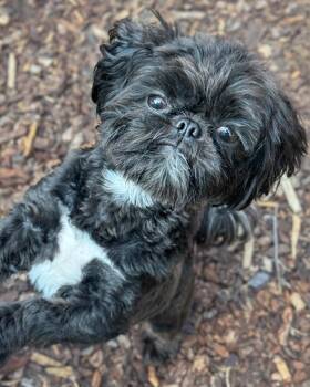 Curly -  Shih Tzu Dog for Adoption in Sequim, Washington - Curly | PetCurious