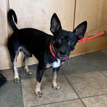 John Snow -  Mixed Breed Dog for Adoption in Chattanooga, Tennessee - John Snow | PetCurious
