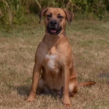 Rescue Mixed Breed Dogs for Adoption in Henderson, Kentucky - Patra | PetCurious