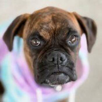 Boxer Dogs Available for Adoption in Davis, California - Sage | PetCurious
